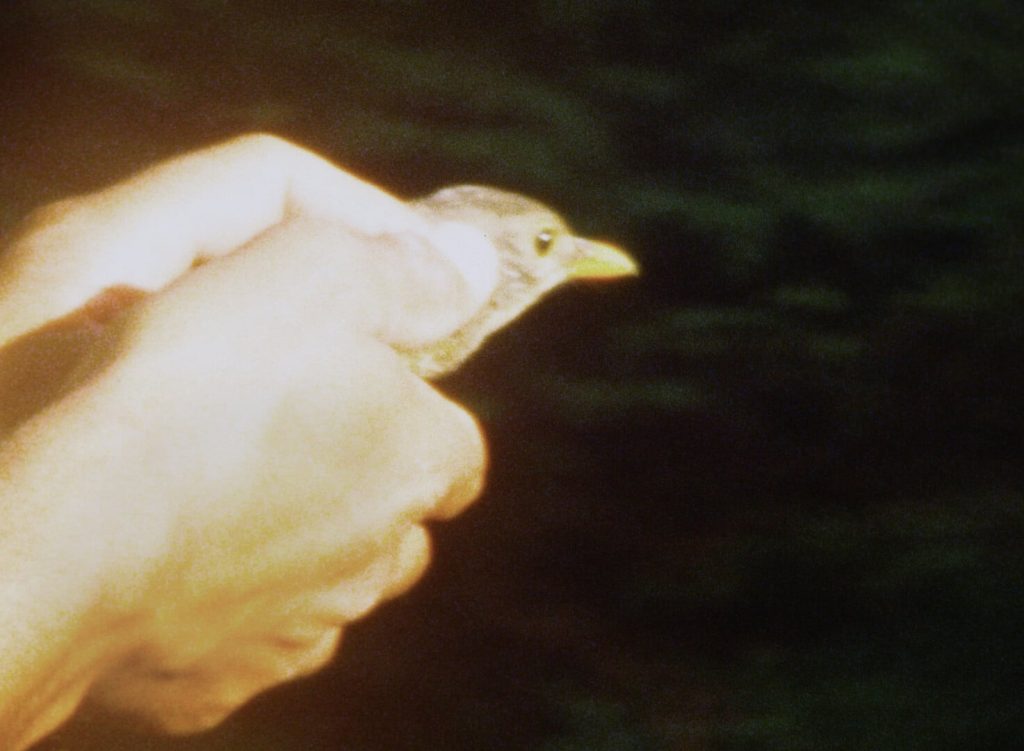 AS THE CROW FLIES